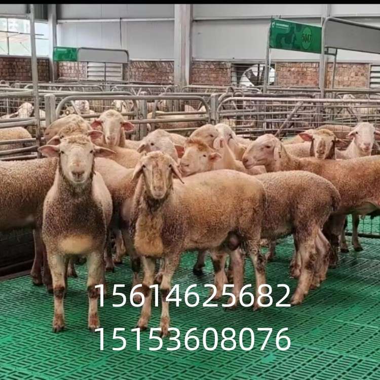 厂家供应 羊用塑料漏粪板 羊床漏粪板 羊圈 羊舍漏缝地板羊舍用