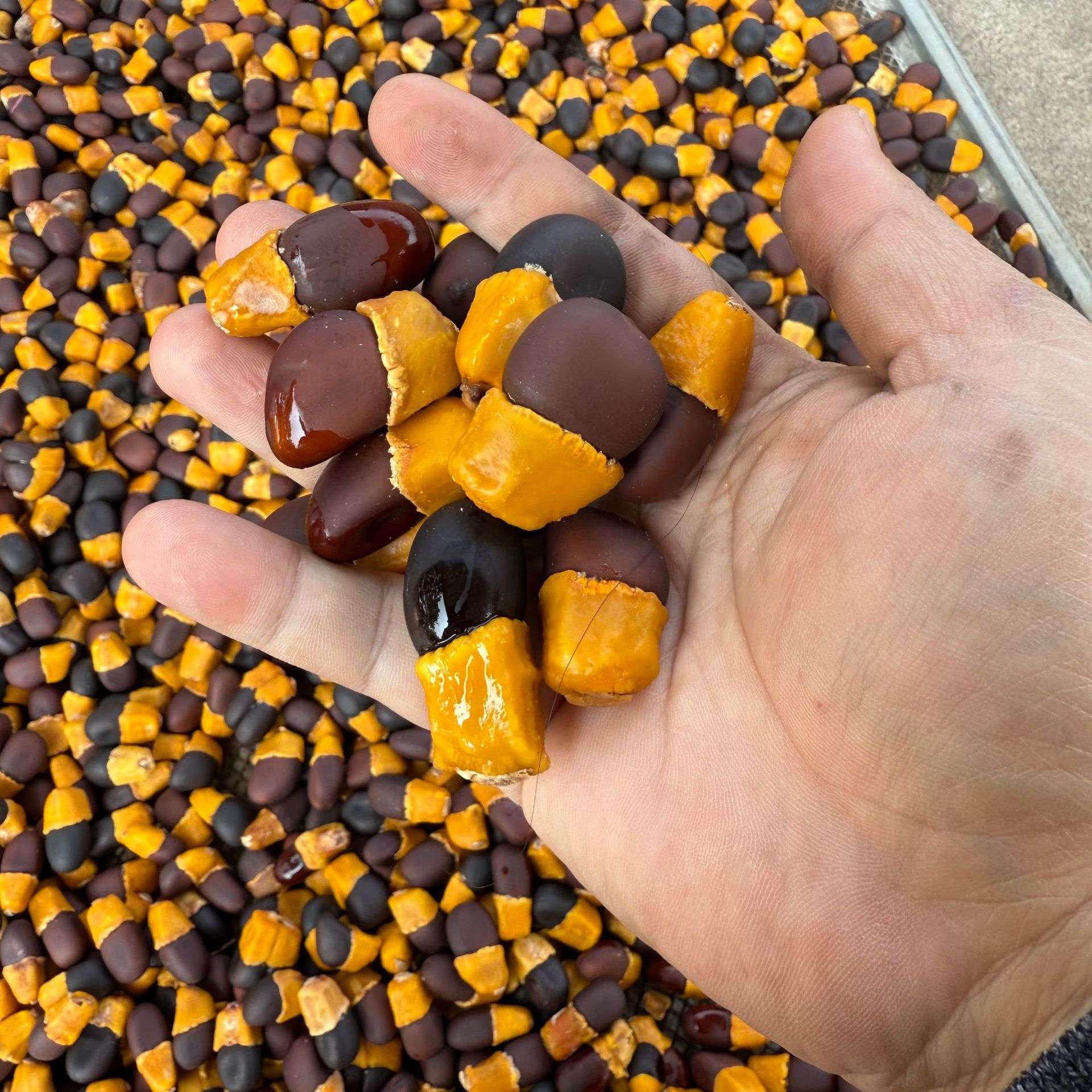 缅茄菩提抛光打蜡按公斤2025年产新缅茄黄头菩提籽