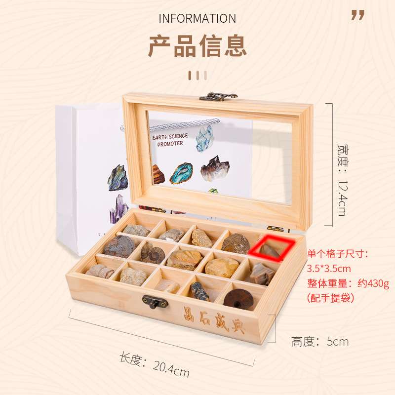 15种天然化石石头原石珊瑚菊石鲨鱼牙齿树化玉海螺木盒工艺摆件