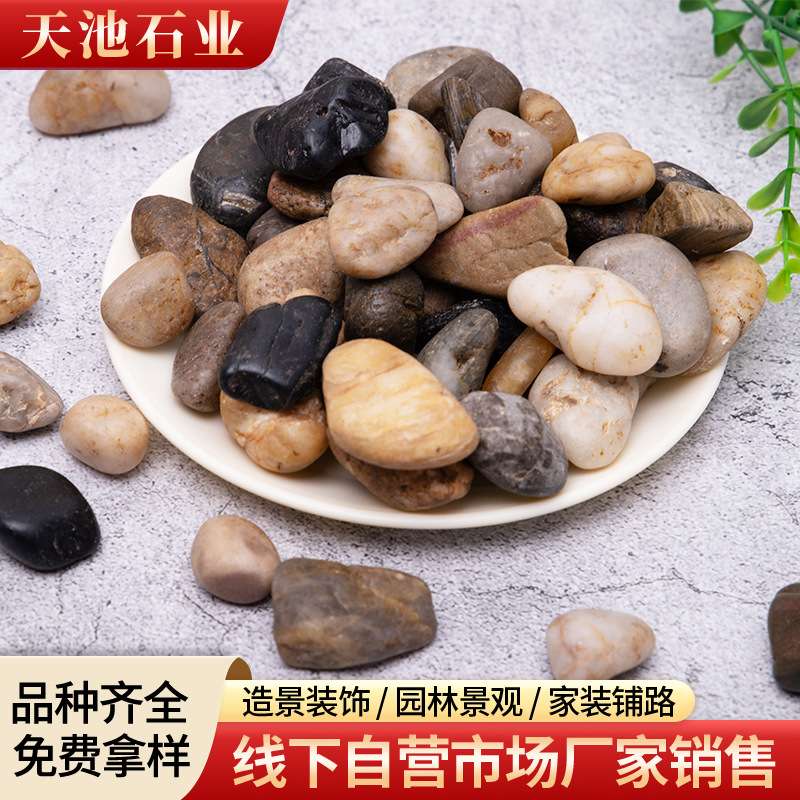 南京五彩精品鹅卵石铺路造景庭院装饰花盆鱼缸水池垫底天然石