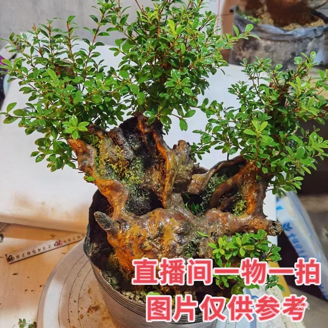 三叶红芽小叶赤楠盆景素材室内外绿植