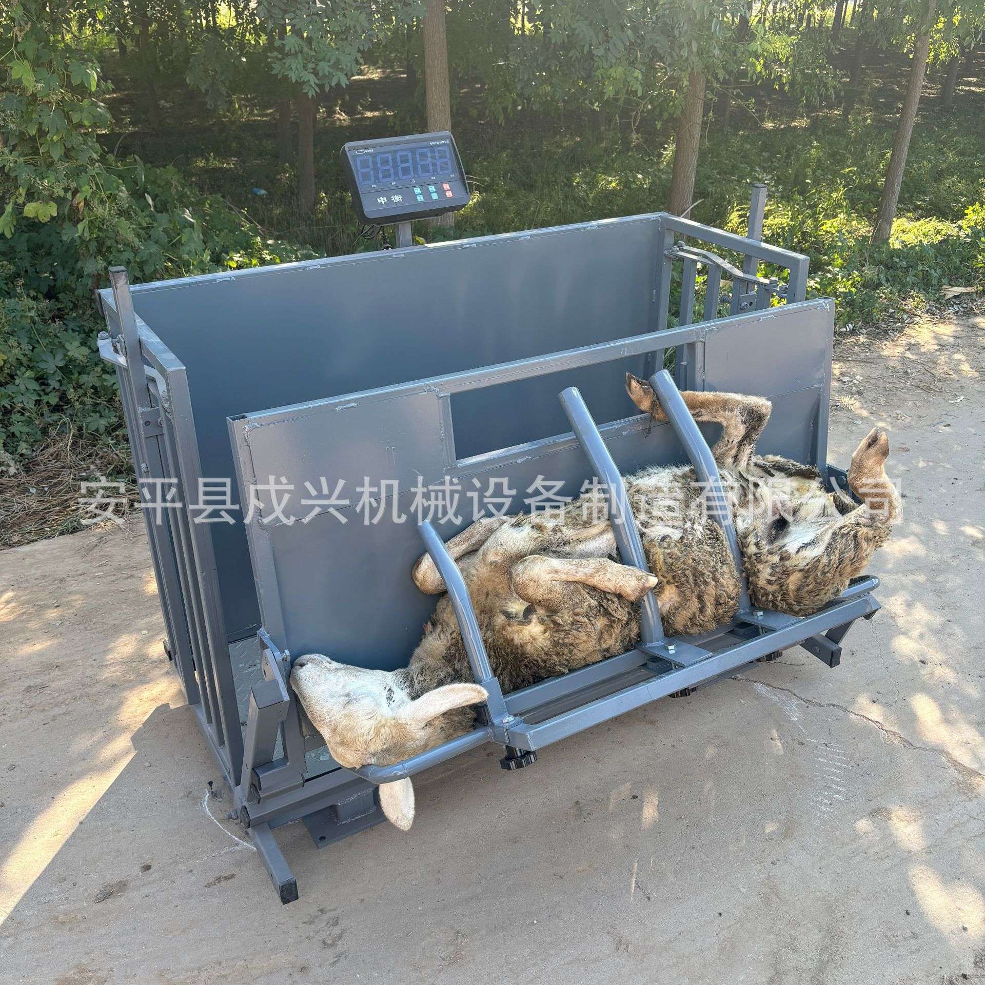 称重羊防疫通道翻转修羊蹄剪羊毛流水线式操作机械