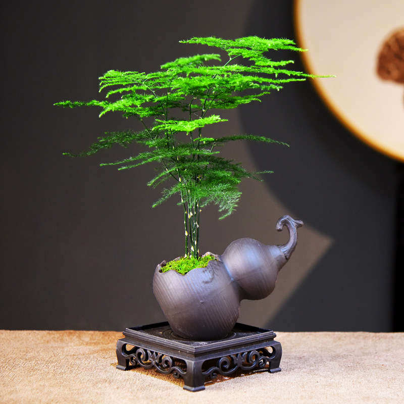 文竹盆栽植物室内盆景居家客厅办公茶几桌面装饰绿植复古禅意摆件