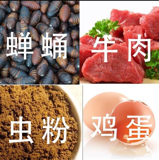 央科鹩哥鸟食八哥饲料营养画眉鸟专用鹩哥饲料5斤亮毛肥膘