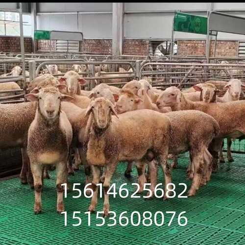厂家供应 羊用塑料漏粪板 羊床漏粪板 羊圈 羊舍漏缝地板羊舍用