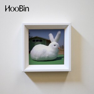 HooBin 动物贝壳蛋贺卡套装 牛兔子小狗明信片 装饰画礼物祝福