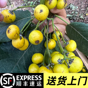 《顺丰包邮》四川纯野生山枇杷鲜果 手搓冰粉山枇杷果 现摘现发