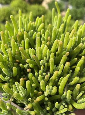 枝干番杏 奔龙 开花超好看 带盆发货多肉植物 办公室桌面花卉绿植