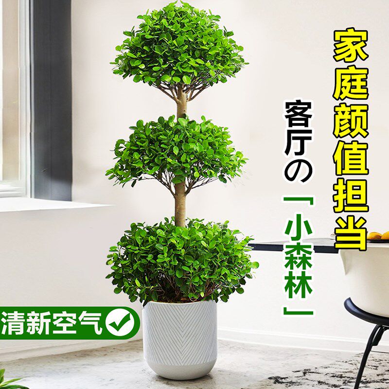 摇钱树盆栽室内庭院大型金钱榕盆景耐热绿植物乔迁送礼招财发财树