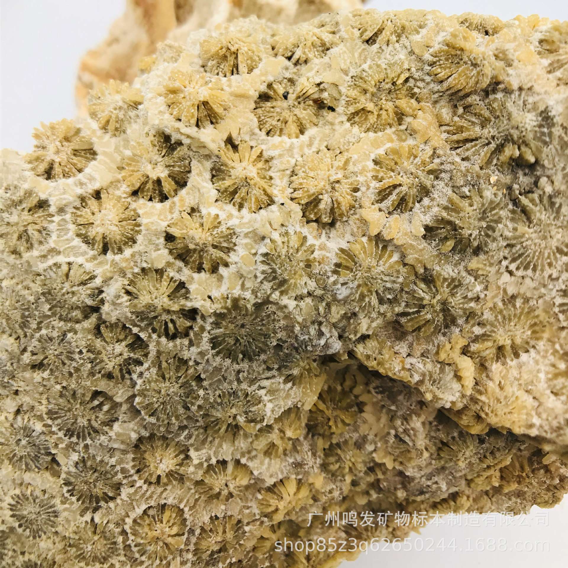 天然珊瑚玉原石珊瑚化石原料菊花玉有机宝石发财玉收藏观赏摆件