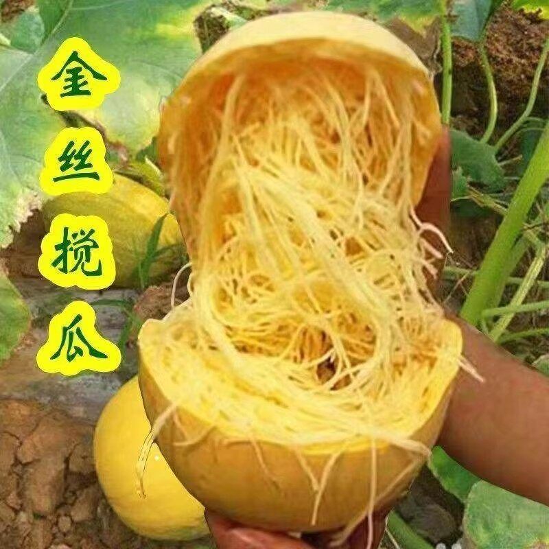 金丝绞瓜种子孑四季种蔬菜庭院阳台正宗薄皮搅瓜种籽天然食用粉丝