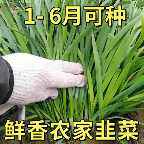 韭菜种子籽苗菲红根四季紫