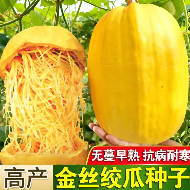 金丝搅瓜种子神奇天然粉丝好吃种子特色绞瓜南瓜蔬菜种子清脆好吃