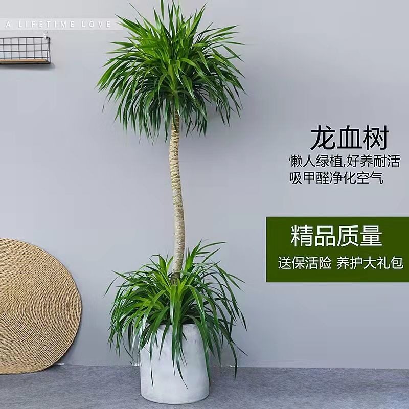 龙血树大型室内盆栽绿植多头龙须树客厅龙铁树花卉植物办公室盆景