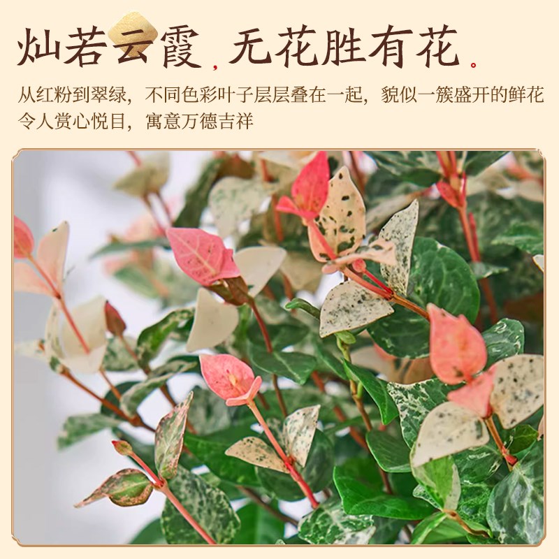 花叶络石四季五彩花卉盆栽彩络叶吊篮阳台绿植庭院植物景德镇陶瓷