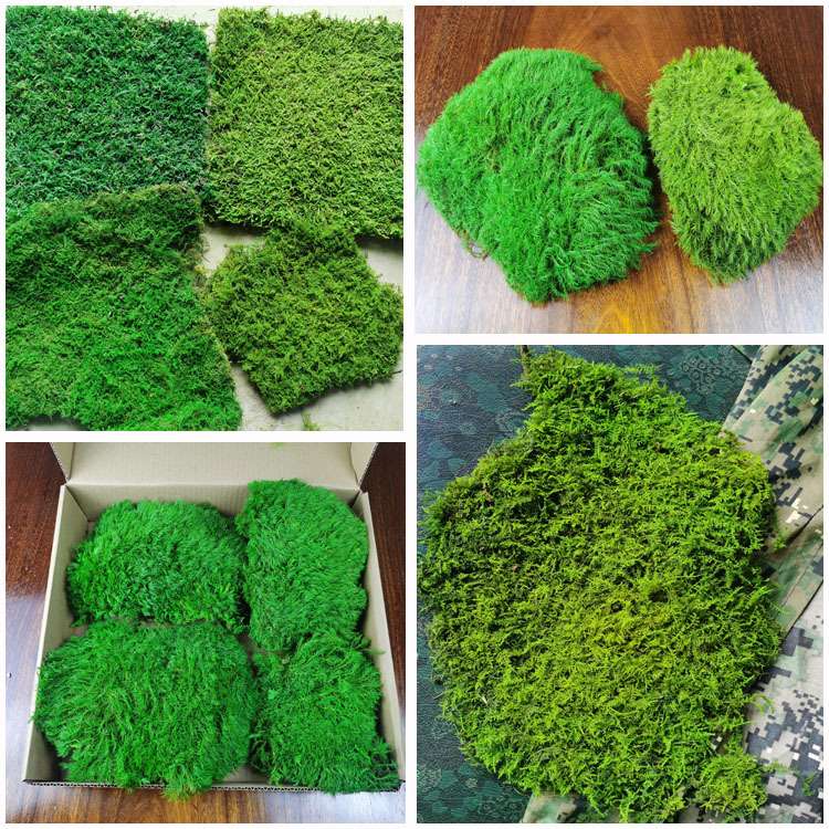 永生苔藓植物墙狭叶白发藓块植被藓干花草坪大羽藓大灰藓永生青苔
