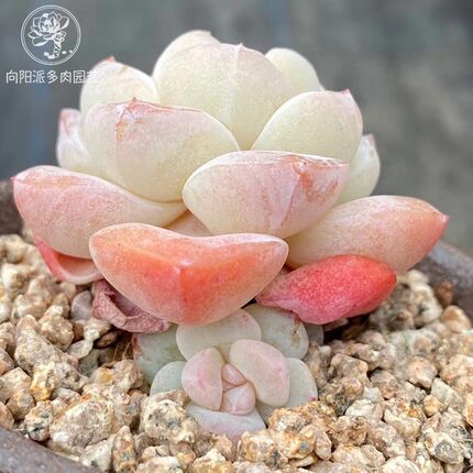 精品冰玉2021热门网红多肉植物一物一拍阳台盆栽控养向阳派园艺