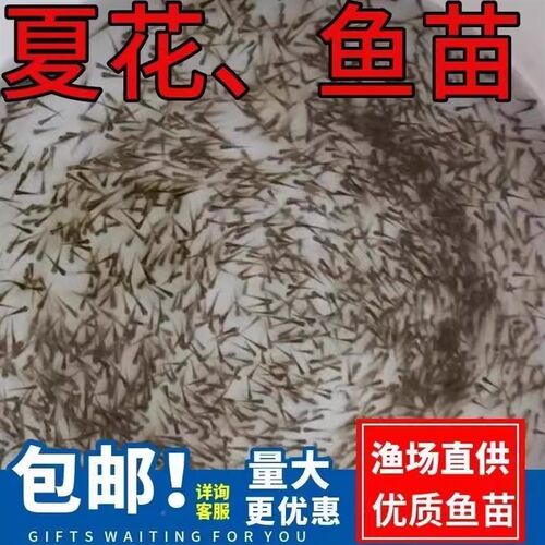 水花鱼苗鲫苗鱼草鱼苗桂鱼苗大头花鲢白鲢青鱼鲤鱼武昌鱼翘嘴鱼