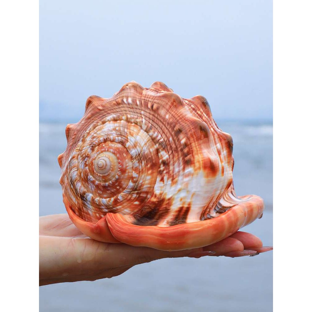 万宝螺天然海螺四大名螺鱼缸贝壳造景水族家居地台装饰品摆件