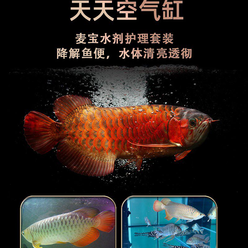 麦宝硝化细菌鱼缸用净水剂水质稳定剂消化活菌水族用品细菌屋陪