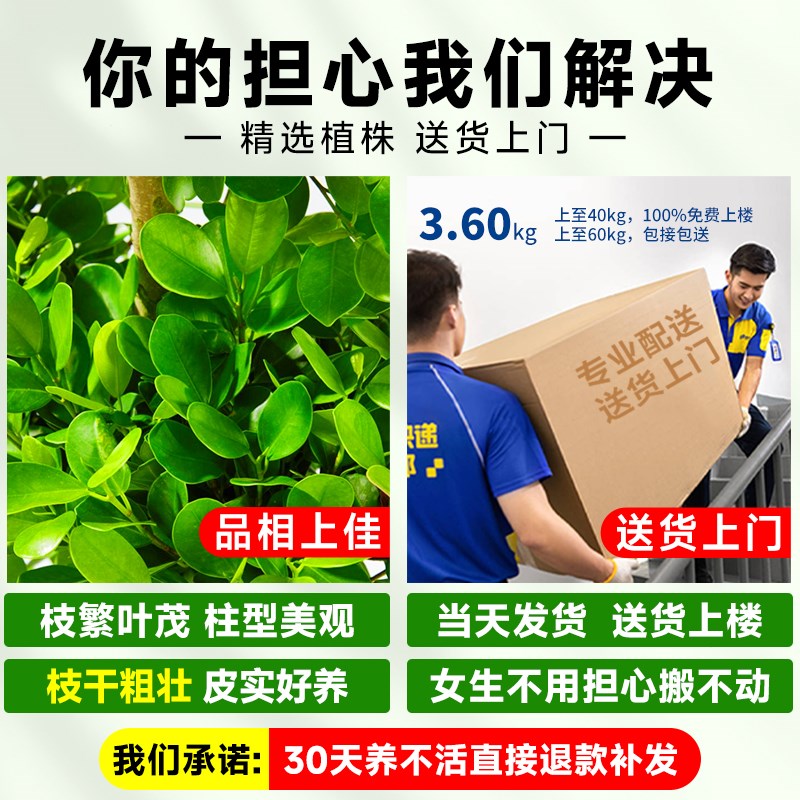 金钱榕盆景大盆栽室内植物招财摇钱树客厅大型榕树办公室造型绿植