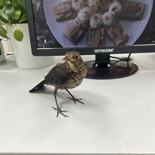爱鸟人乌鸫鸟鸟食饲料百舌鸟鸟食八哥鹩哥鸟粮