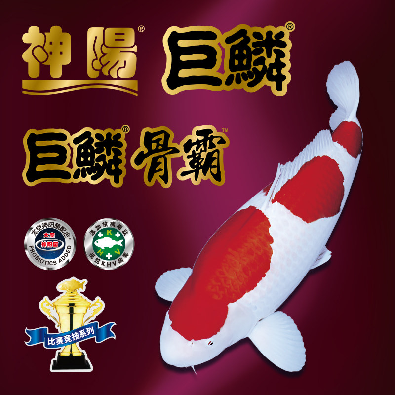 神阳巨鳞锦鲤饲料红白三色骨霸增色增体鱼食比赛级专业鱼粮