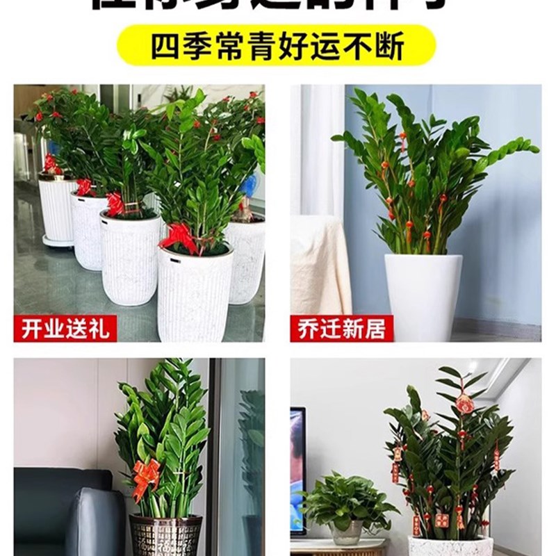 加粗花支撑架花架支撑杆爬藤植物固定架阳台花架稳固耐用防腐防锈图片