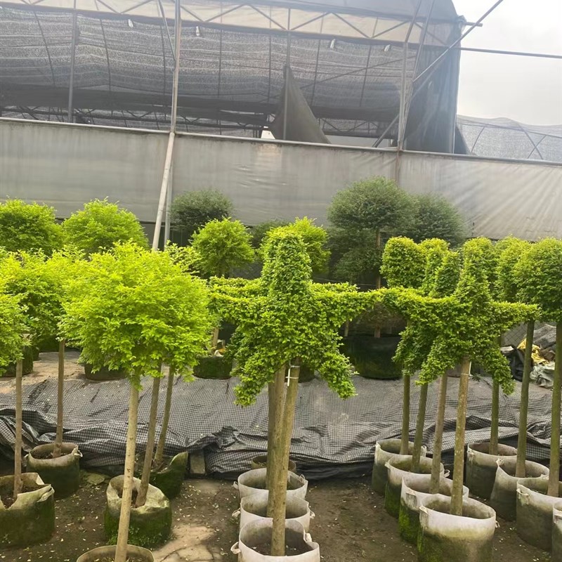 网红造型亮晶女贞大植物阳台花园庭院造景盆栽美观环境净化空气