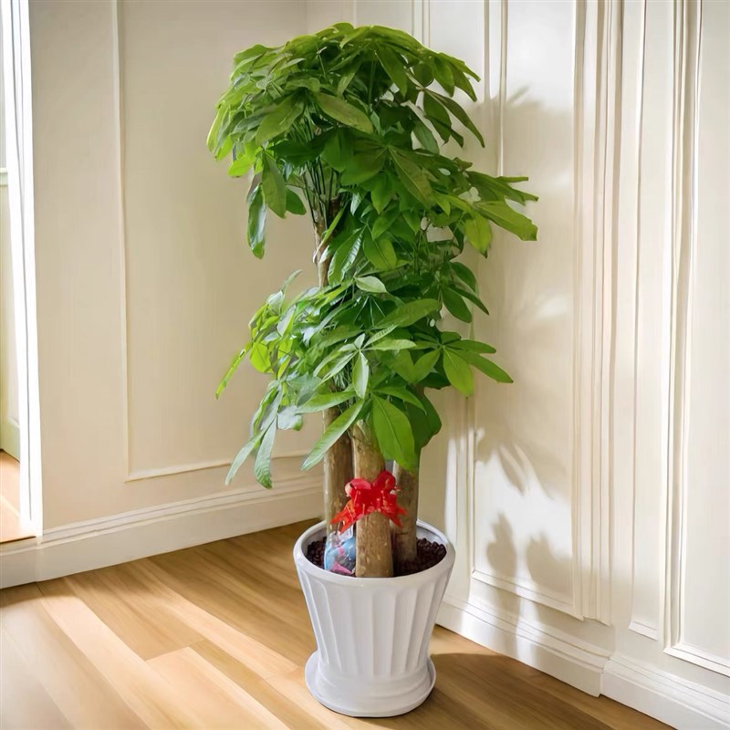 发财树室内大型盆栽观叶除甲醛植物公司开业乔迁送礼招财绿植深圳