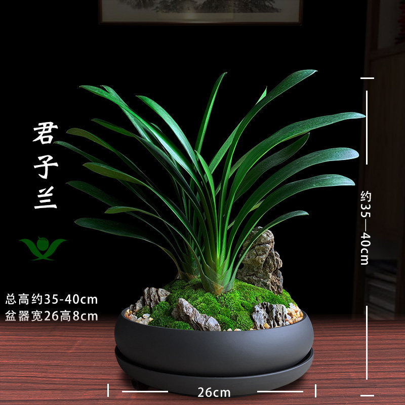 君子兰盆栽花卉办公室绿植客厅室内名贵兰花高端盆景乔迁开业送礼