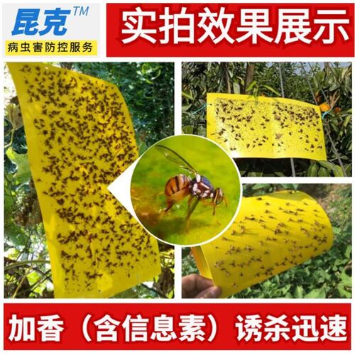 瓜果实蝇粘胶板针蜂诱粘剂防针蜂贴菜园果树粘虫板果蝇诱捕器粘板