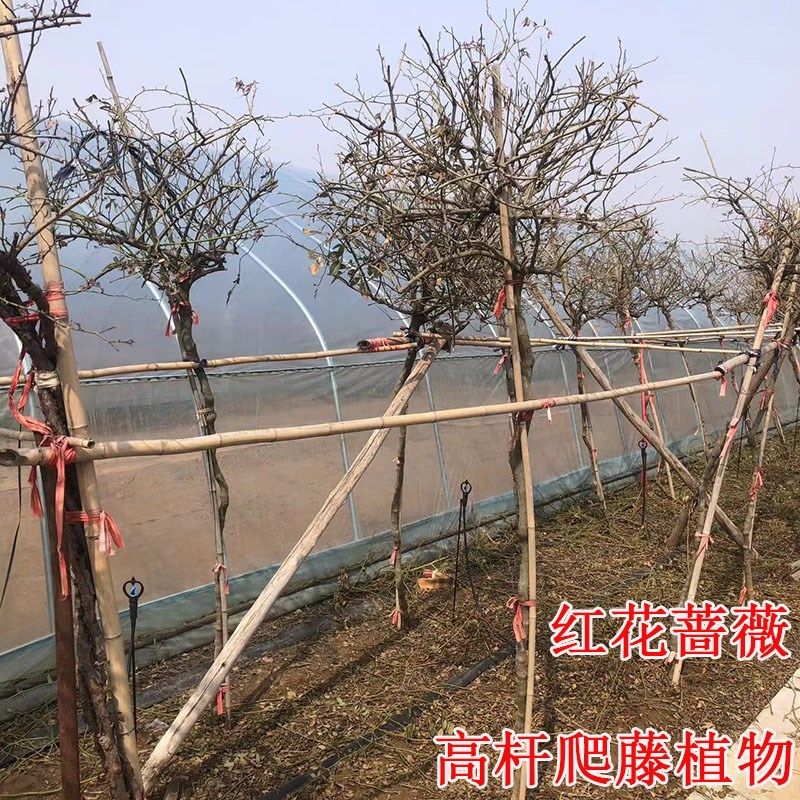 蔷薇花树苗爬藤四季高杆大苗2米发货带分支当年开花庭院种植