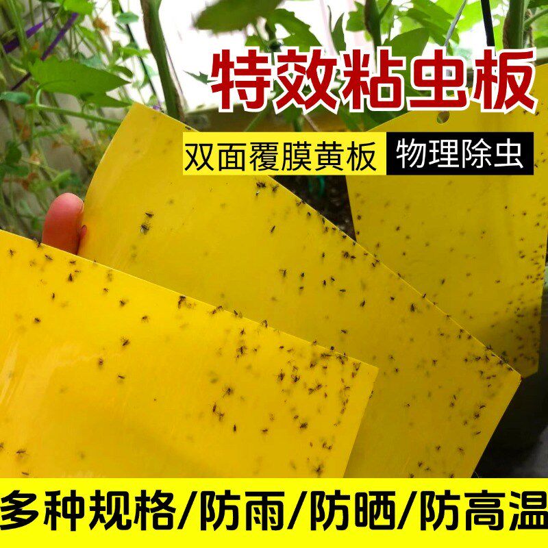 双面大棚粘虫板飞虫贴果园黏虫黄其它园艺用品