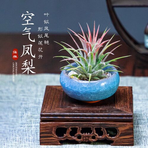 空气凤梨植物盆栽室内客厅中式禅意盆景好养活绿植办公室摆件花卉