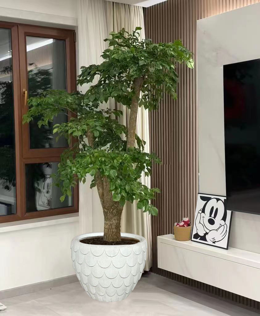 幌伞枫幸福树盆栽客厅办公室大型绿植新房净化空气好养易活富贵树