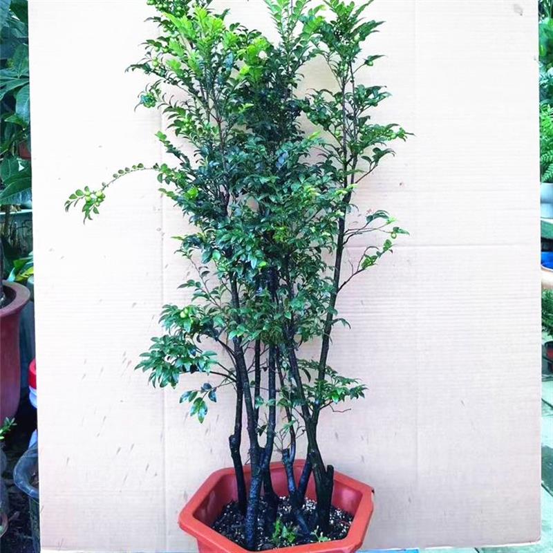大型盆栽小叶紫檀盆景 四季常青造型树 木本植物客厅摆件庭院绿植