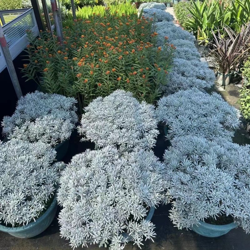 芙蓉菊盆栽银艾玉 适合新手栽种的观叶植物 净化空气美化阳台庭院