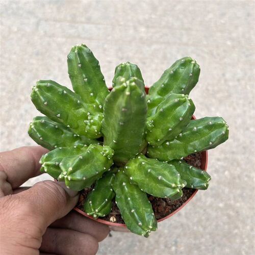 桃太郎仙人球群生多头好养活仙人掌类植物盆栽室内阳台开花