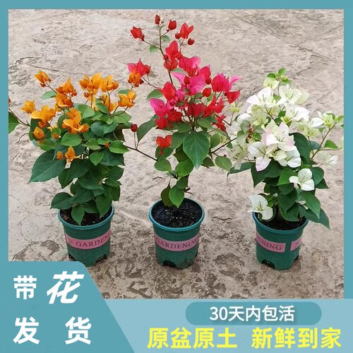 三角梅盆栽带花发货绿樱四季开花新品种重瓣红爬藤老桩苗漳红樱