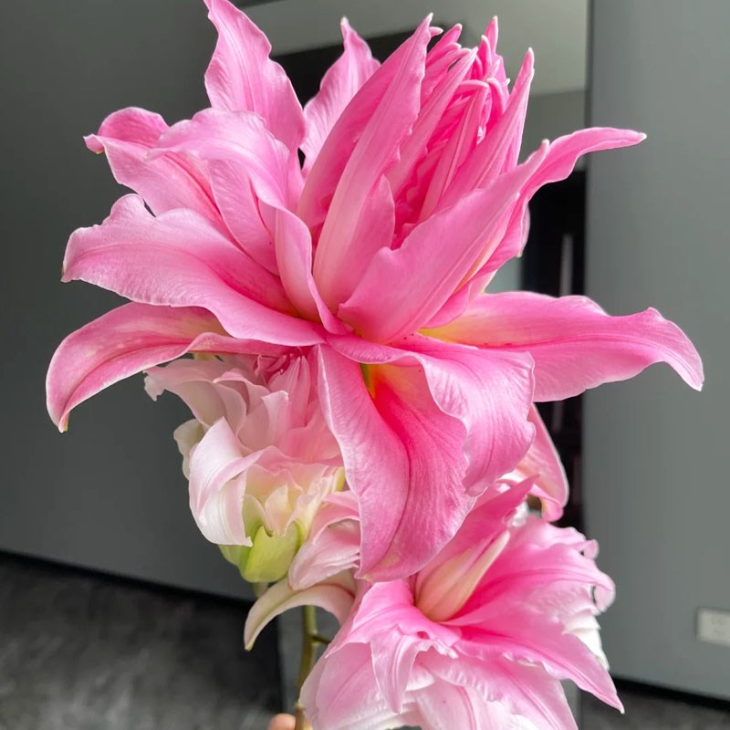 戴安娜百合鲜花云南直发家用水培插瓶花多头重瓣粉色百合鲜切花束