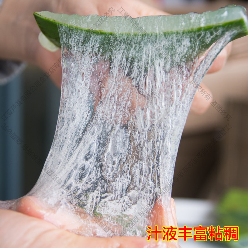 黄家荟库拉索芦荟美容院专用灌肤敷脸植物新鲜叶片可食用绿植盆栽图片