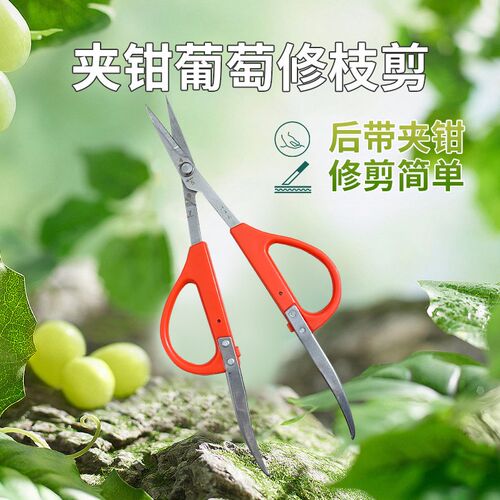 汪吾铨葡萄修果专用剪刀家用办公疏果剪采果剪枇杷橘子采摘修枝剪
