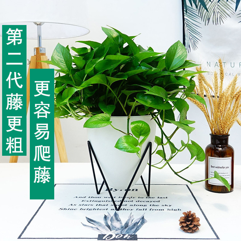 绿萝盆栽植物清新空气办公室内植物土培水培花卉绿植绿箩新房家用图片