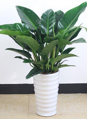 室内盆栽植物不需要阳光适合冬天不怕冻的禄绿植花客厅盆景好养四