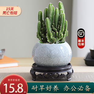 万重山仙人掌多肉植物花卉绿植盆栽阳台四季绿植仙人球好养易活
