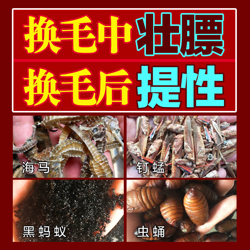 斗雀王 秘制手工画眉鸟食饲料 提性壮膘 打彩斗鸟料唱鸟包邮500g