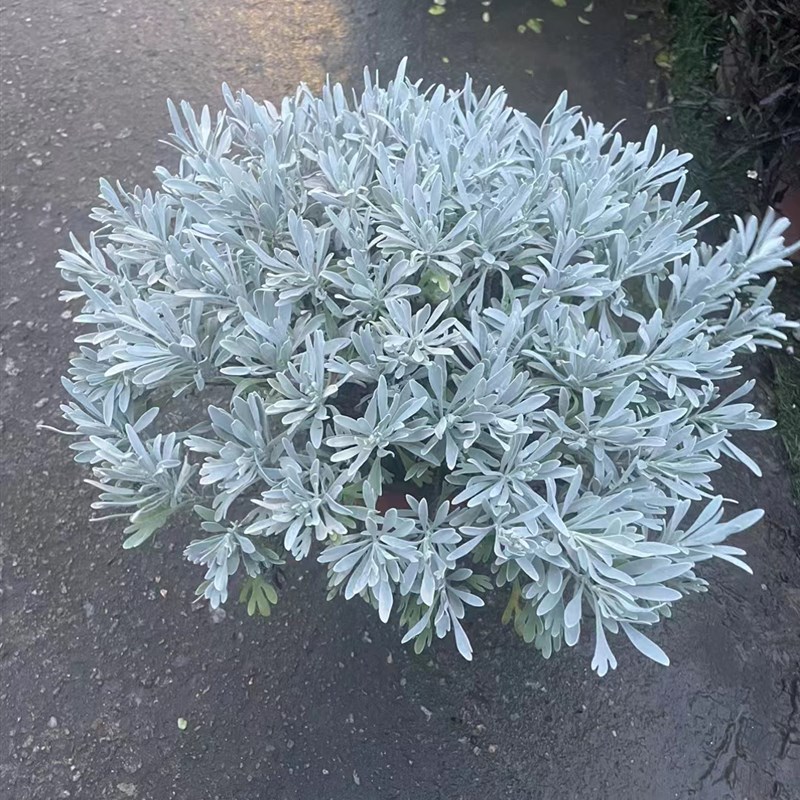 芙蓉菊盆栽银艾玉 适合新手栽种的观叶植物 净化空气美化阳台庭院