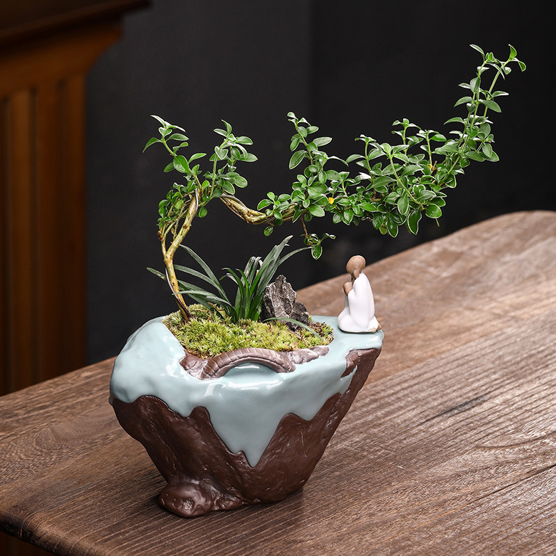 六月雪紫檀盆景室内悬崖式植物造型摆件中式茶室阳台绿植花卉盆栽