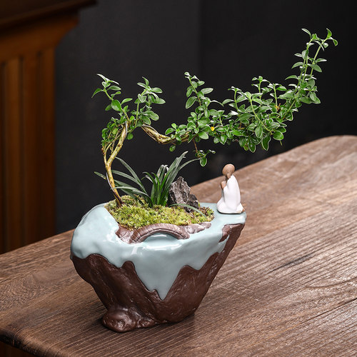 六月雪紫檀盆景室内悬崖式植物造型摆件中式茶室阳台绿植花卉盆栽